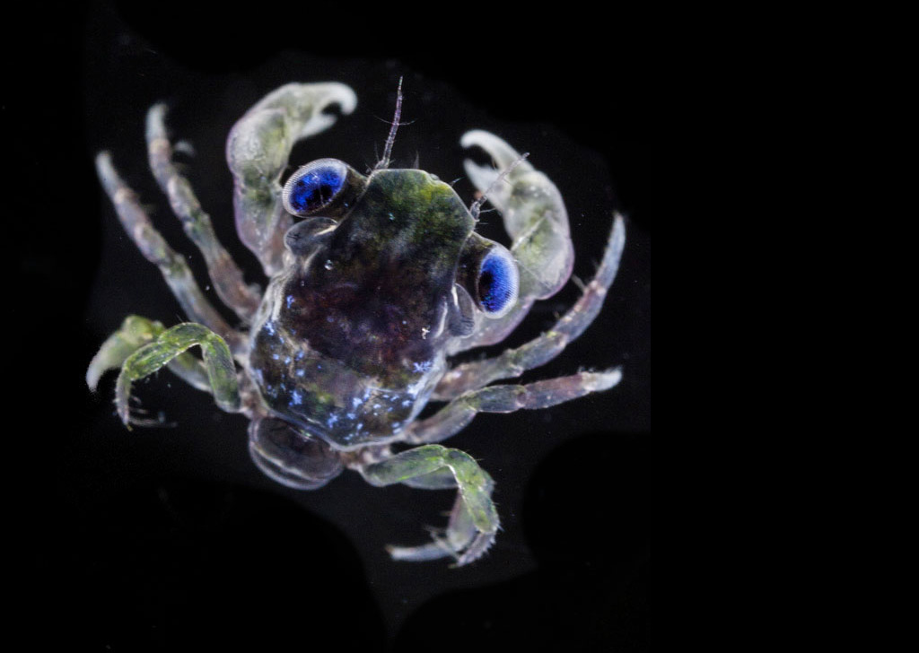 Œuvre de Noé Sardet : photographie d'un Mégalope - crabe