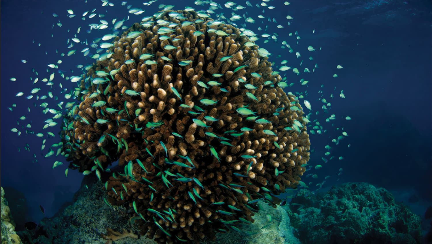 Photographie d'un banc de poisson