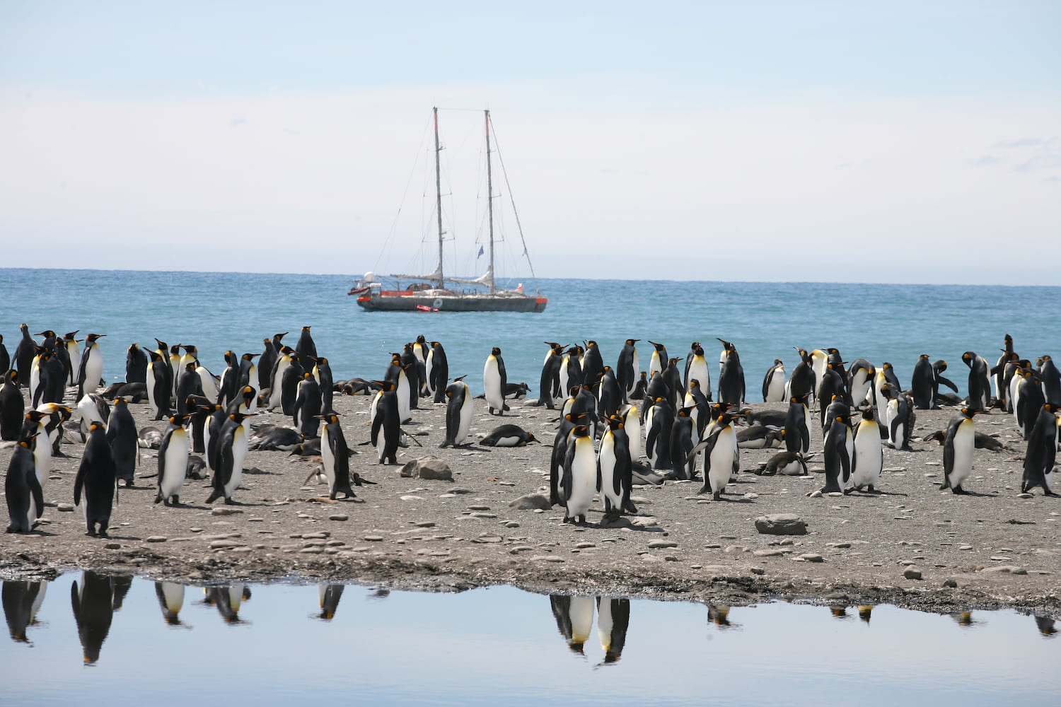La goélette tara près de la banquise avec des manchots