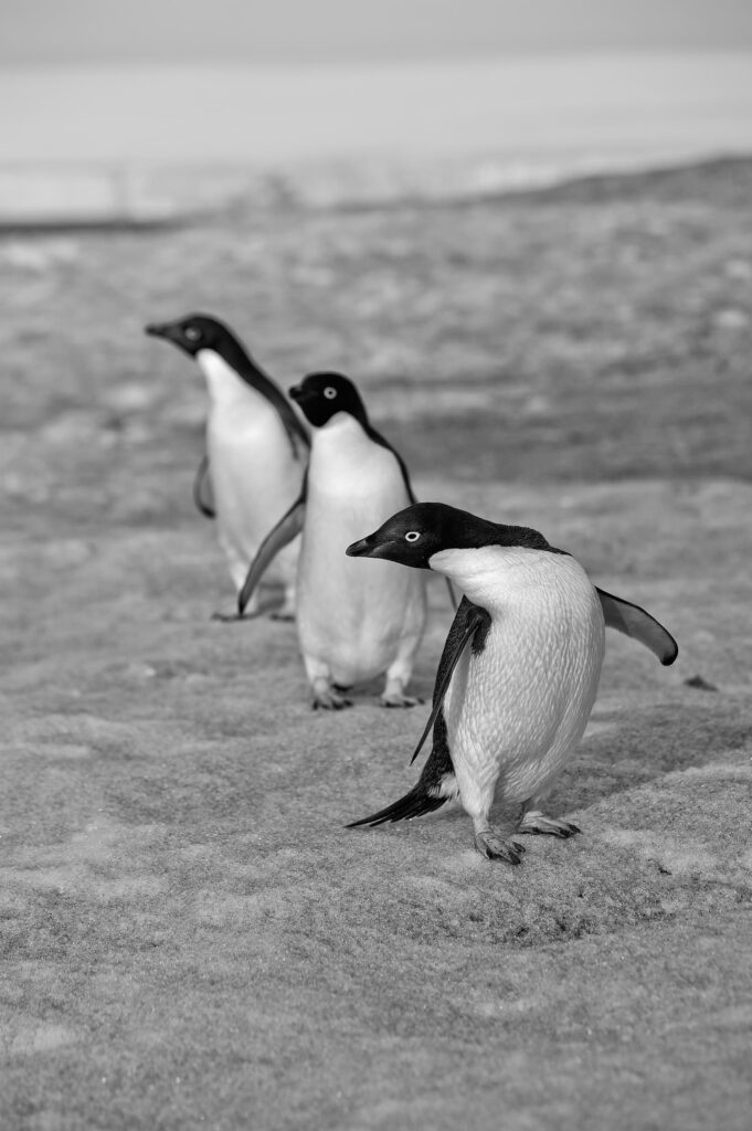 Trois manchots sur la banquise