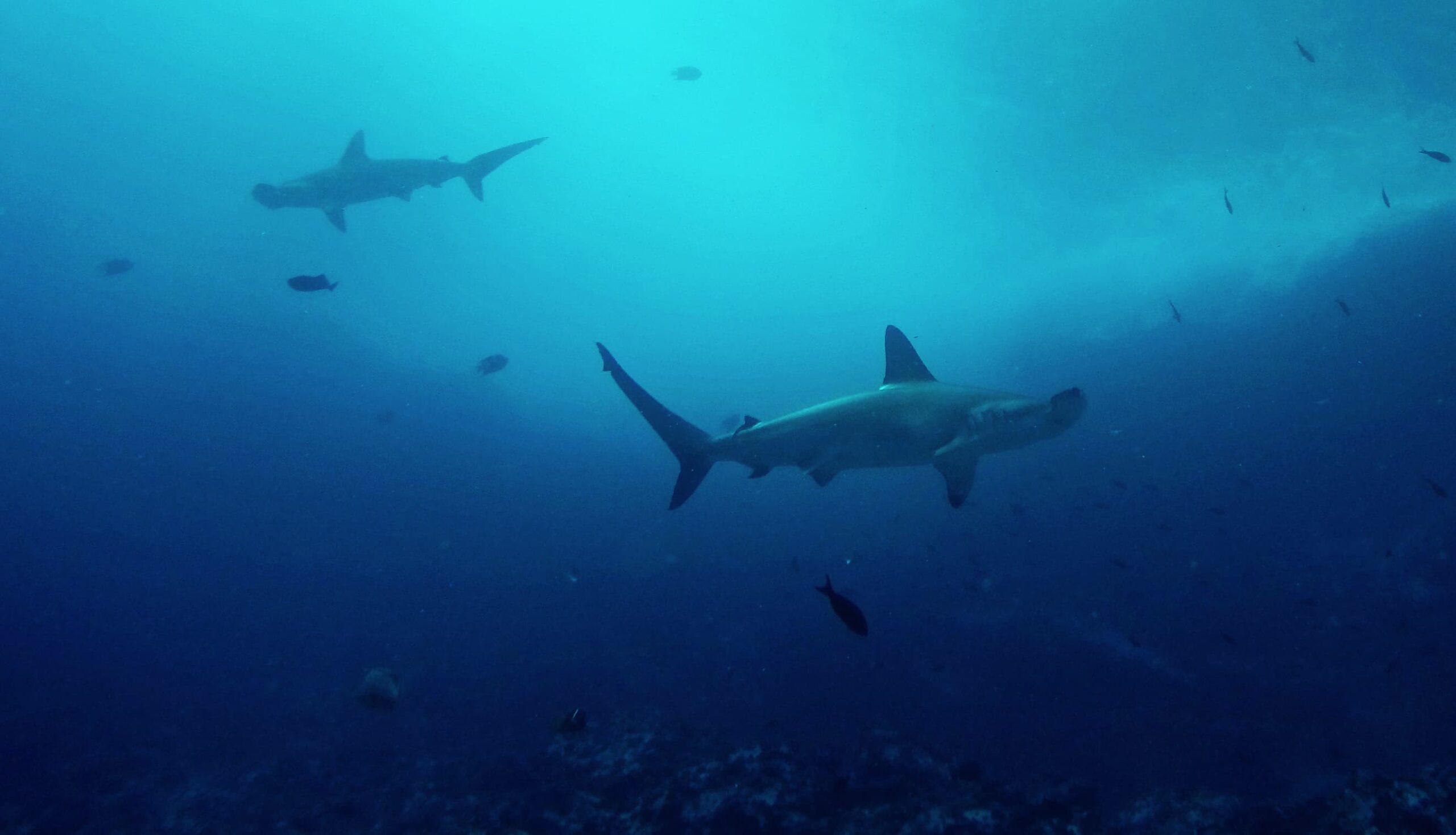 Requins marteaux à Malpelo