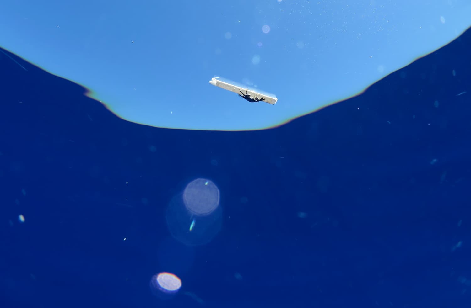 Crabe dérivant sur un fragment microplastique