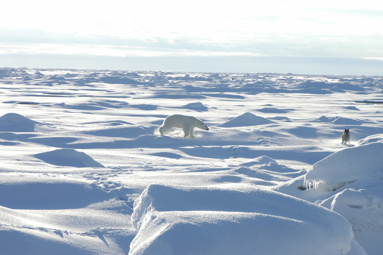 Paysage de banquise arctique