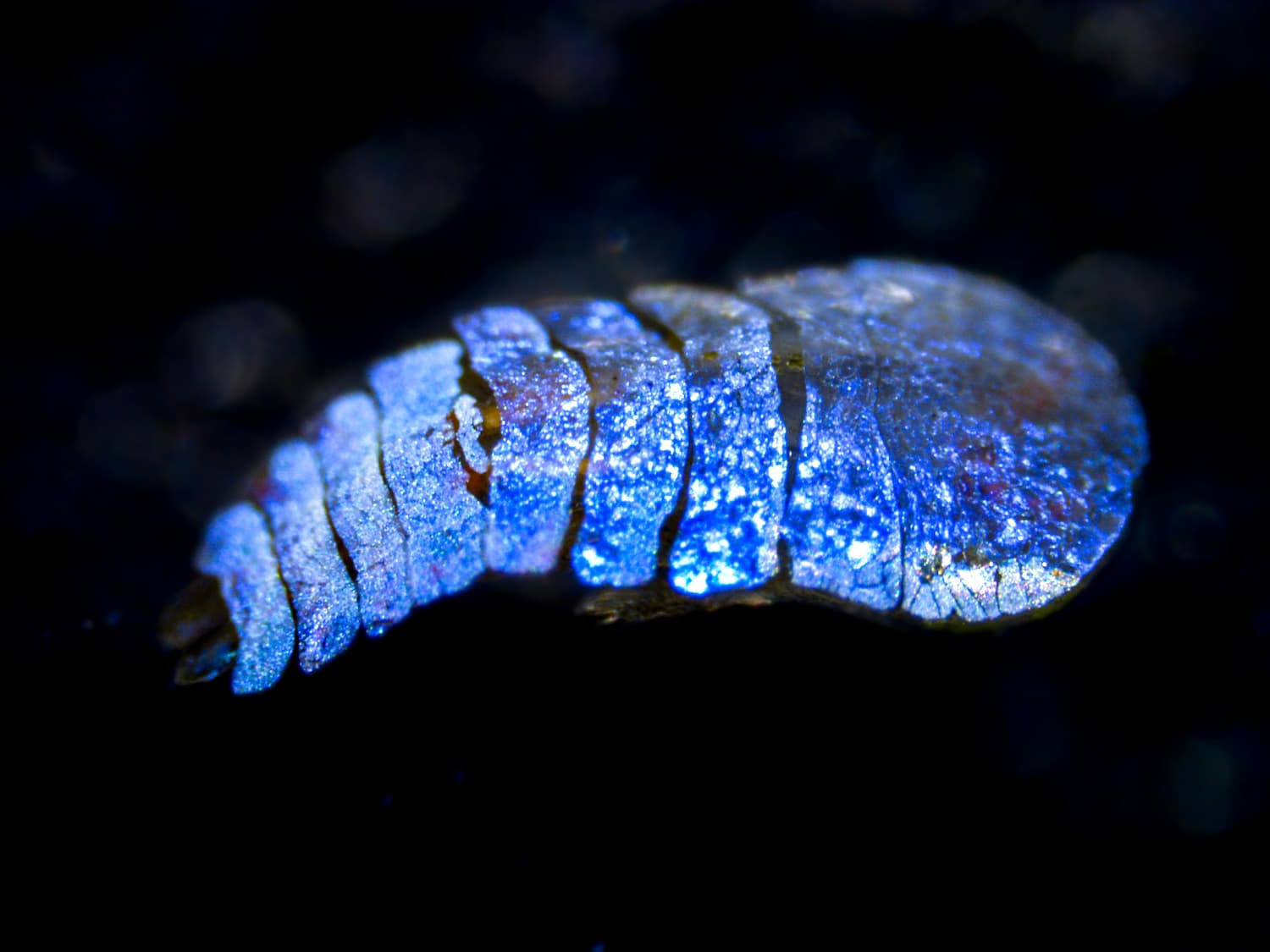 Copépode sapphiriride