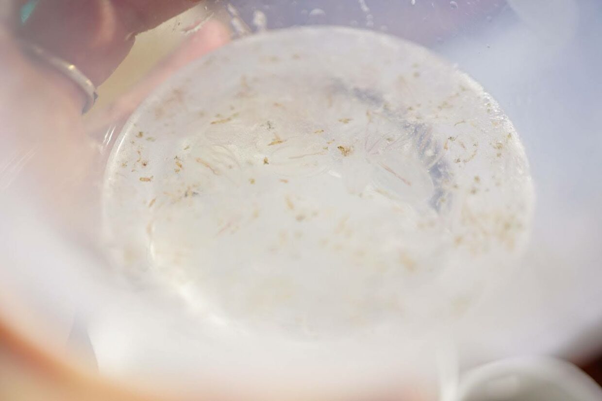 Observation d’un échantillon