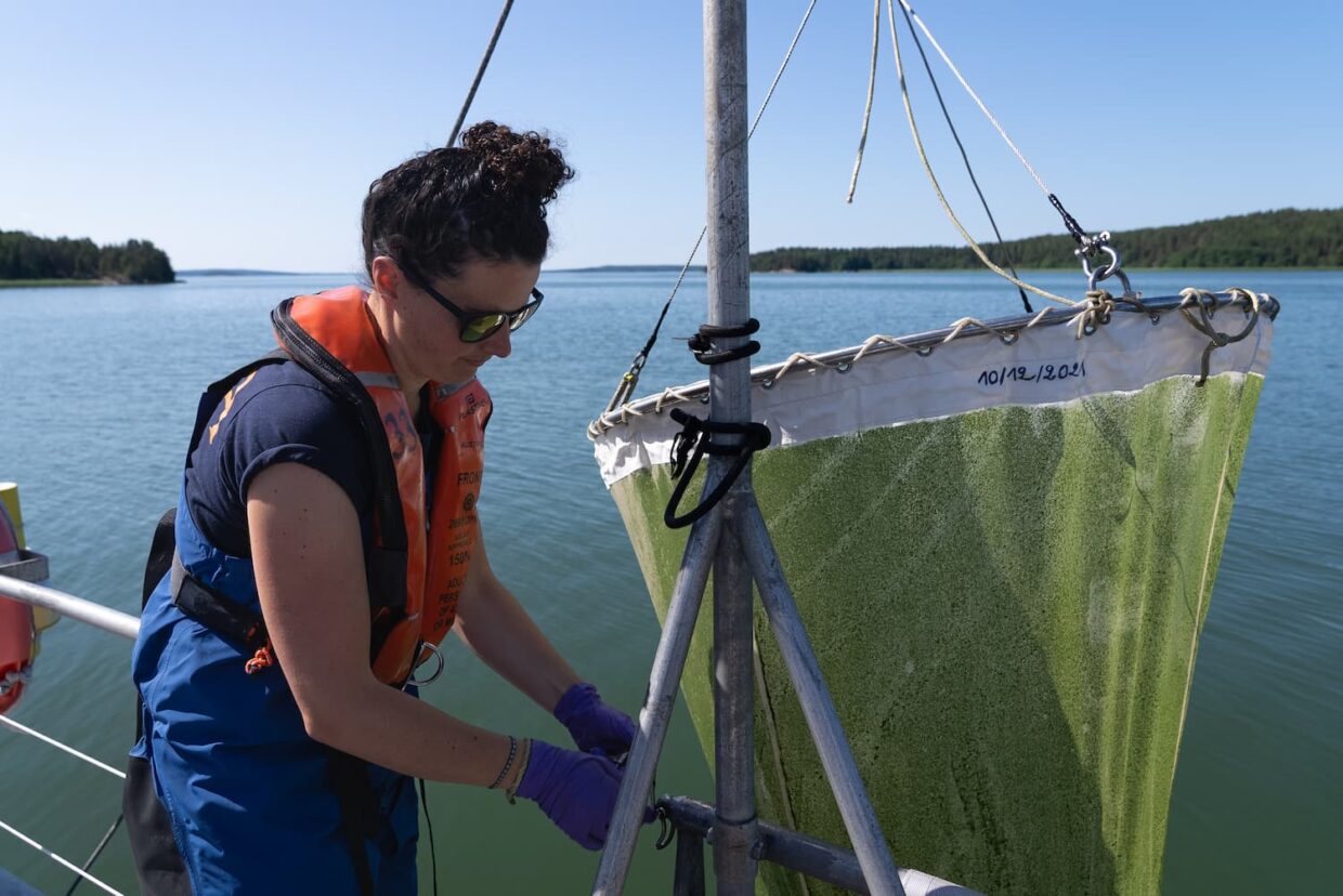 Solène Caous - Filet régent