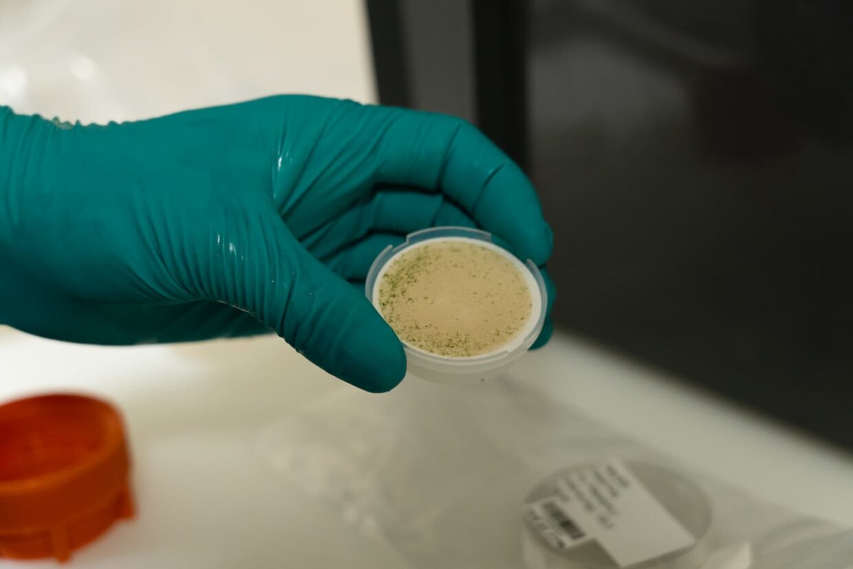 Cyanobactéries sur un filtre