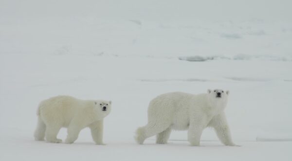 Ours polaires