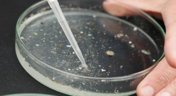 Echantillons de microplastiques prélevés dans la Tamise