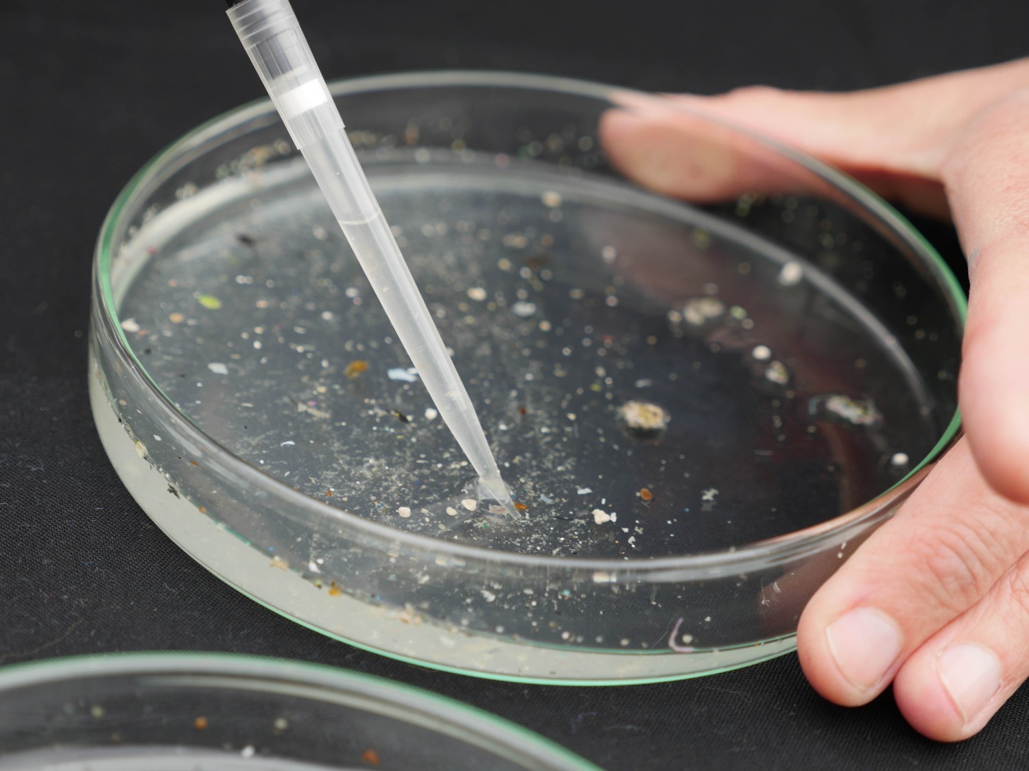 Echantillons de microplastiques prélevés dans la Tamise