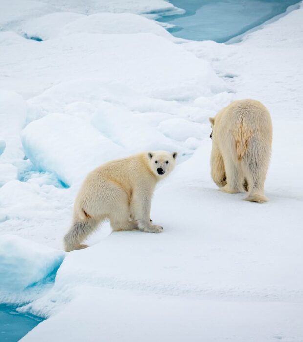 Ours polaires