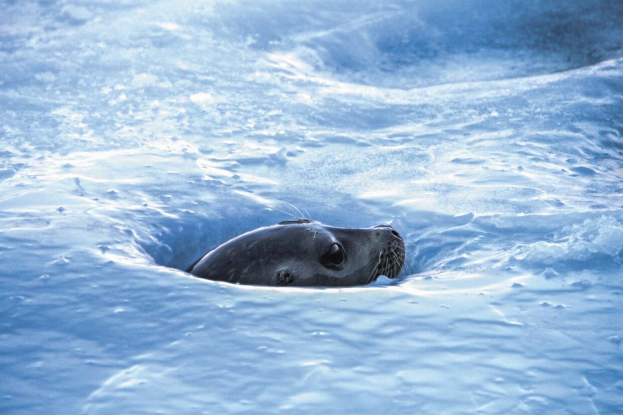 Trou de respiration d'un phoque en arctique