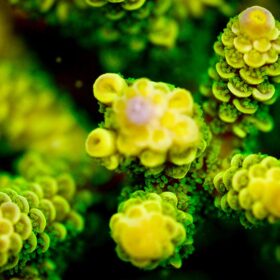 Comment les coraux résistent-ils face au réchauffement climatique ?