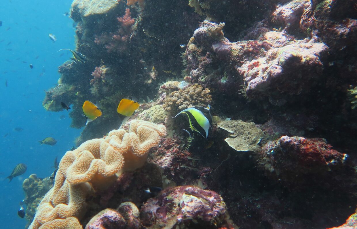 récif corallien ©Vincent Hilaire - Fondation Tara Ocean